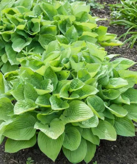 August Moon Hosta