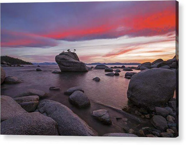 Bonsai Rock On Fire - Acrylic Print