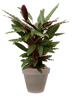 Calathea rufibarba 'Wavestar' in Terra Cotta Office Plant With Pot 102cm Height 22cm Dia