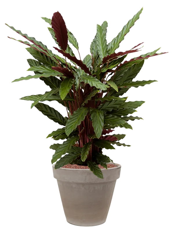 Calathea rufibarba 'Wavestar' in Terra Cotta Office Plant With Pot 102cm Height 22cm Dia