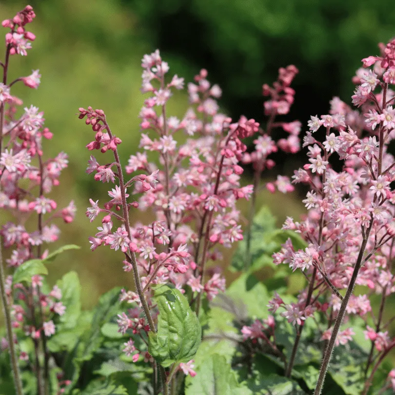 Heucherella 'Pink Fizz'