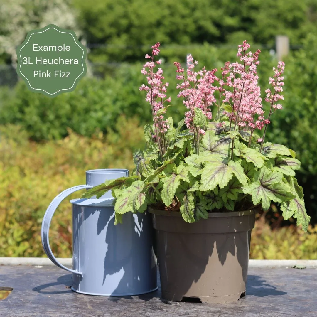 Heucherella 'Pink Fizz'