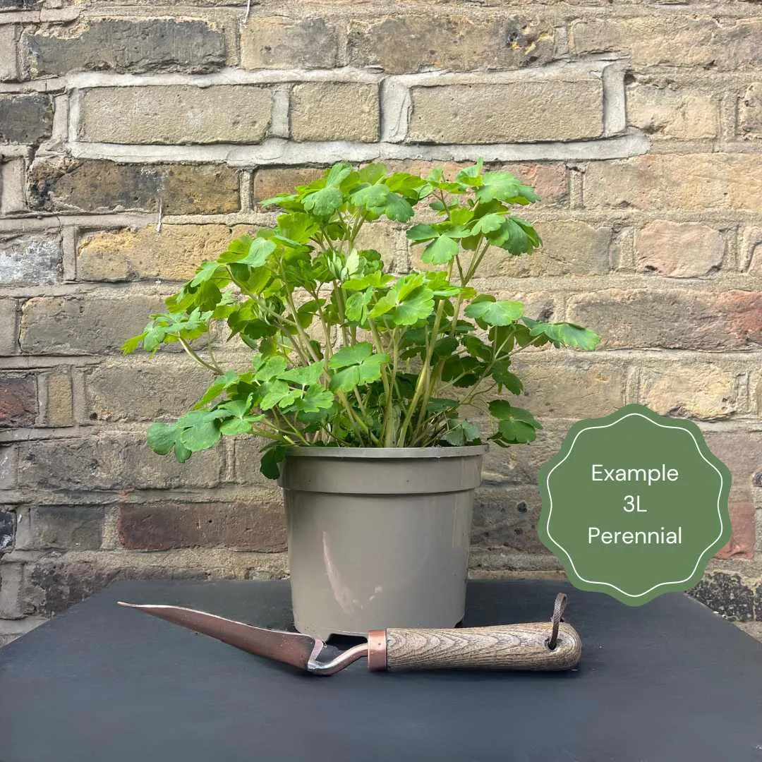 Heucherella 'Pink Fizz'