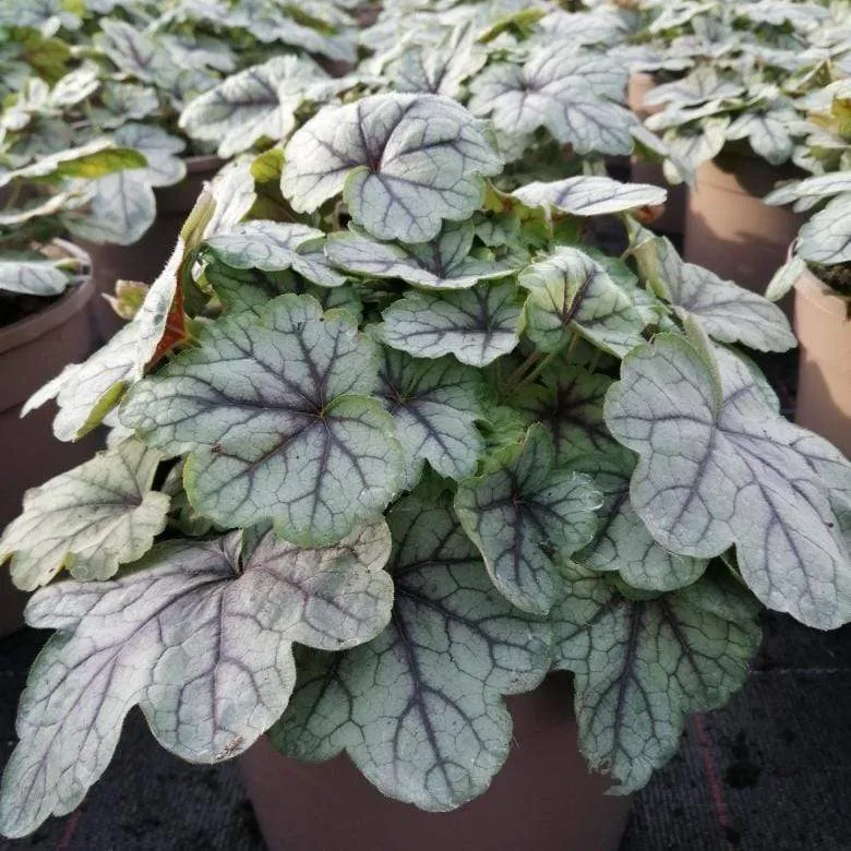 Heucherella 'Pink Fizz'