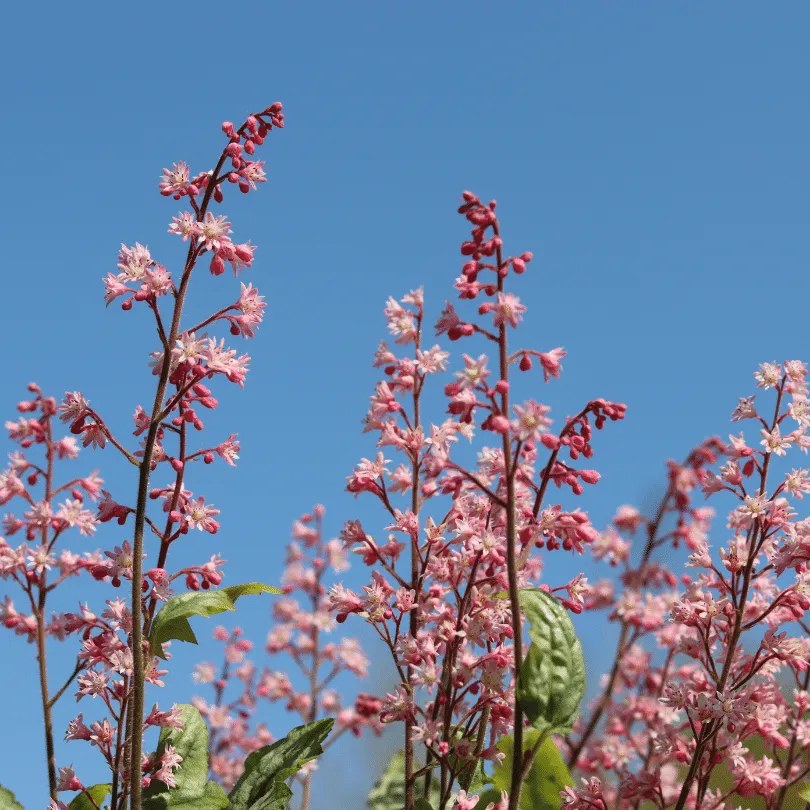 Heucherella 'Pink Fizz'