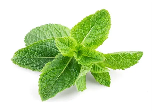 Peppermint Japanese Essential Oil